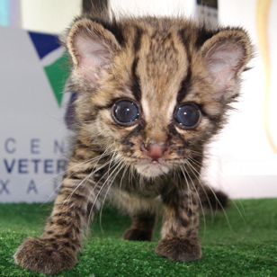 Centro Veterinario Xalapa
